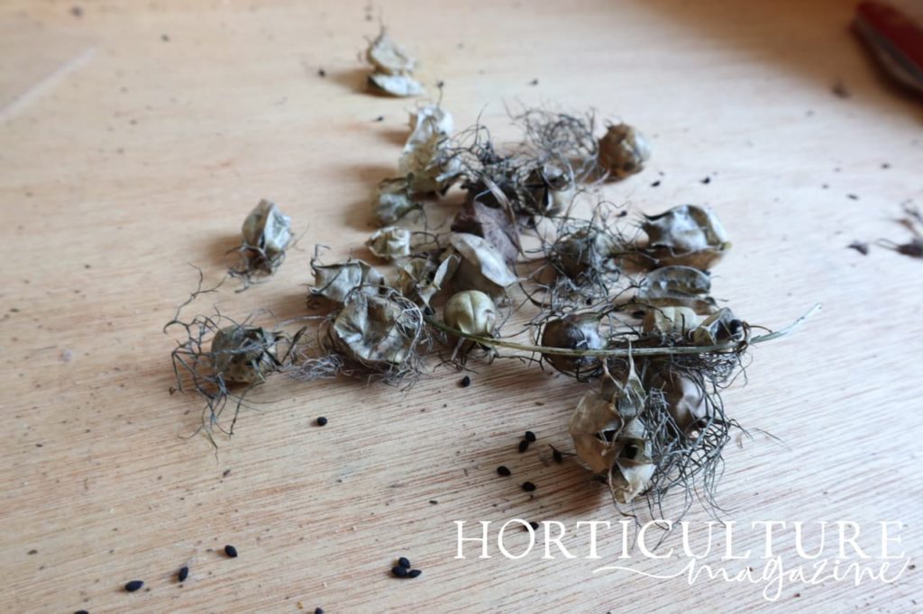 dried seed pods of nigella plant gathered on the surface of a potting bench