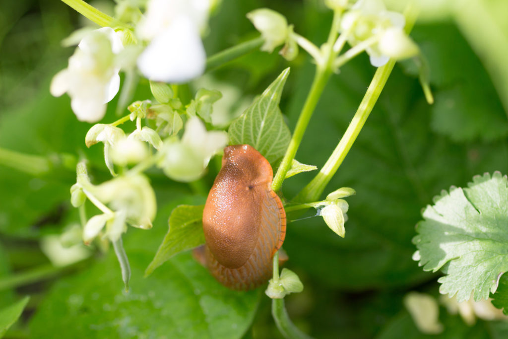 close-up of a slug on the stem of a French bean plant which is bearing white flowers