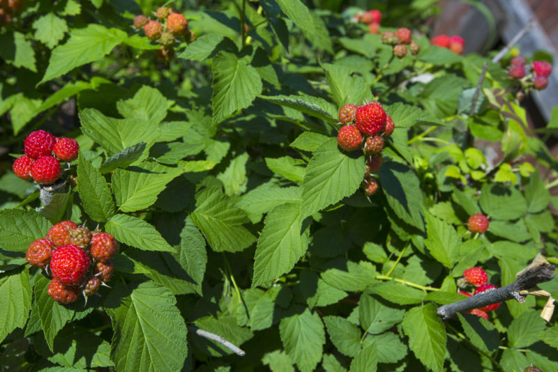 Raspberry Plant Care & Growing Guide Horticulture.co.uk