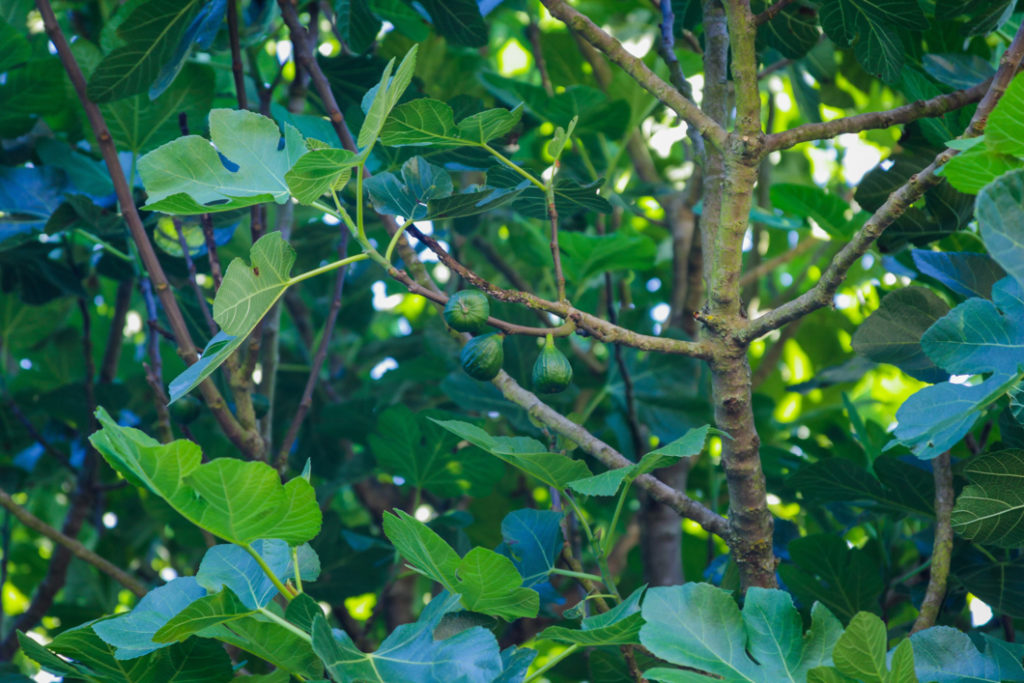 fig tree with big green leaves bearing green fruits growing outside