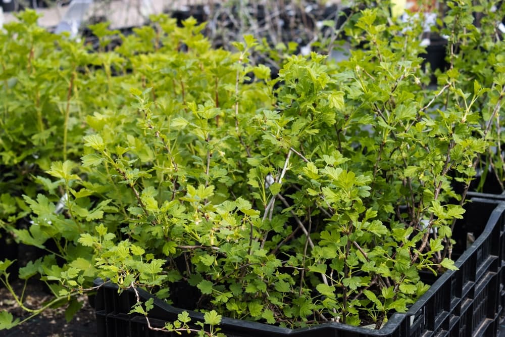a tray of young Ribes uva-crispa with bushy green foliage