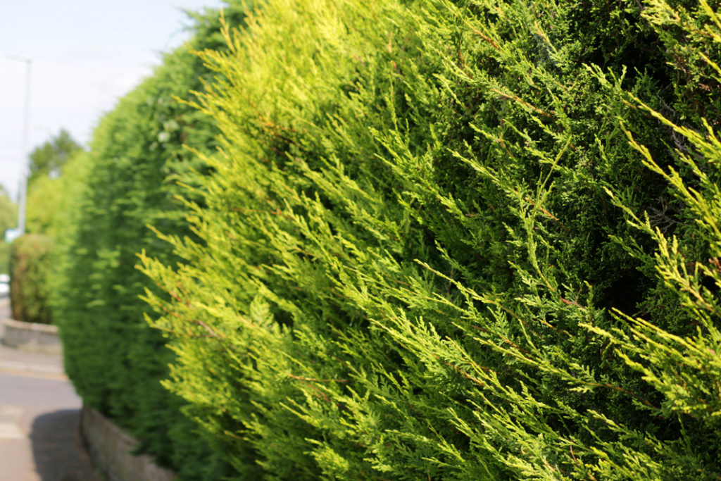 Leylandii shrub with light green foliage growing as the border of a house next to a road