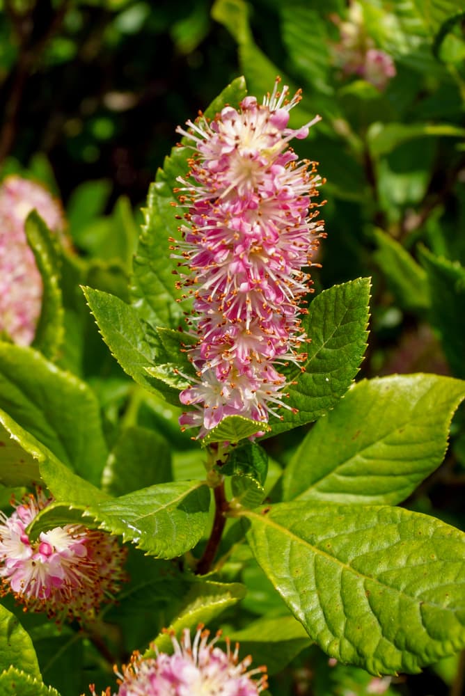 upright pink flowers of Clethra alnifolia 'Ruby Spice'