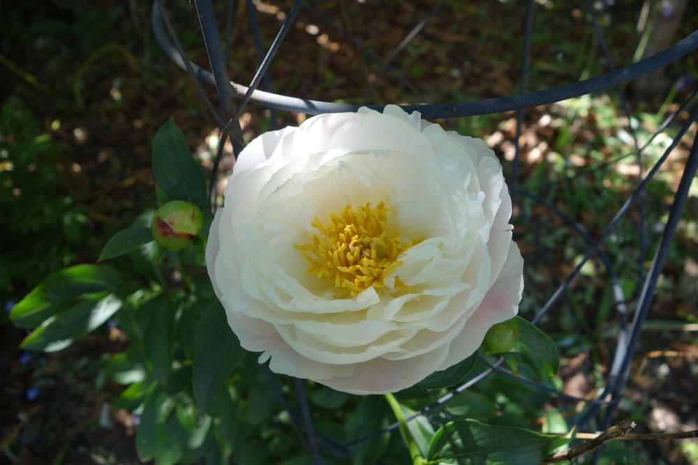 a large white and yellow flowering peony shown with a caged support in the background