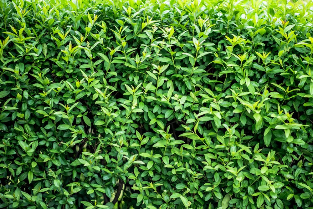 Ligustrum privet hedging