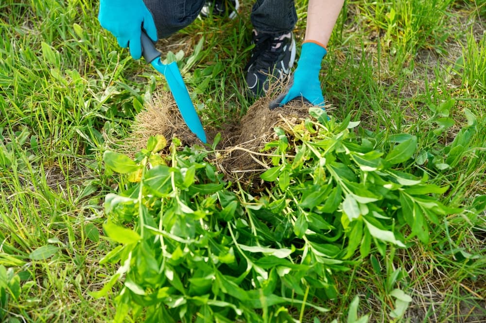 a hand trowel being used to divide a phlox plant into two different sections