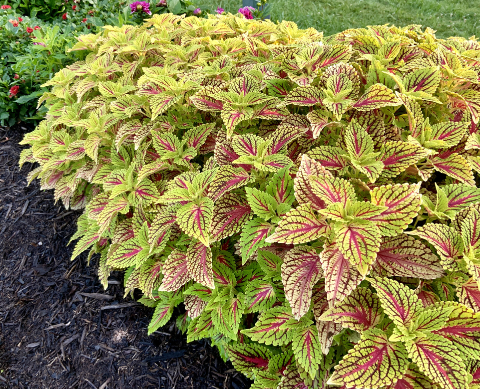 painted nettle plant with variegated red and green foliage growing outside in mulched soil as a hedge 