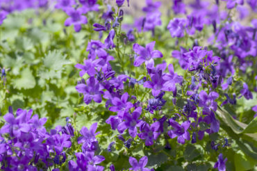 From Common Harebell To Milky Bellflower - Heres 15 Colourful