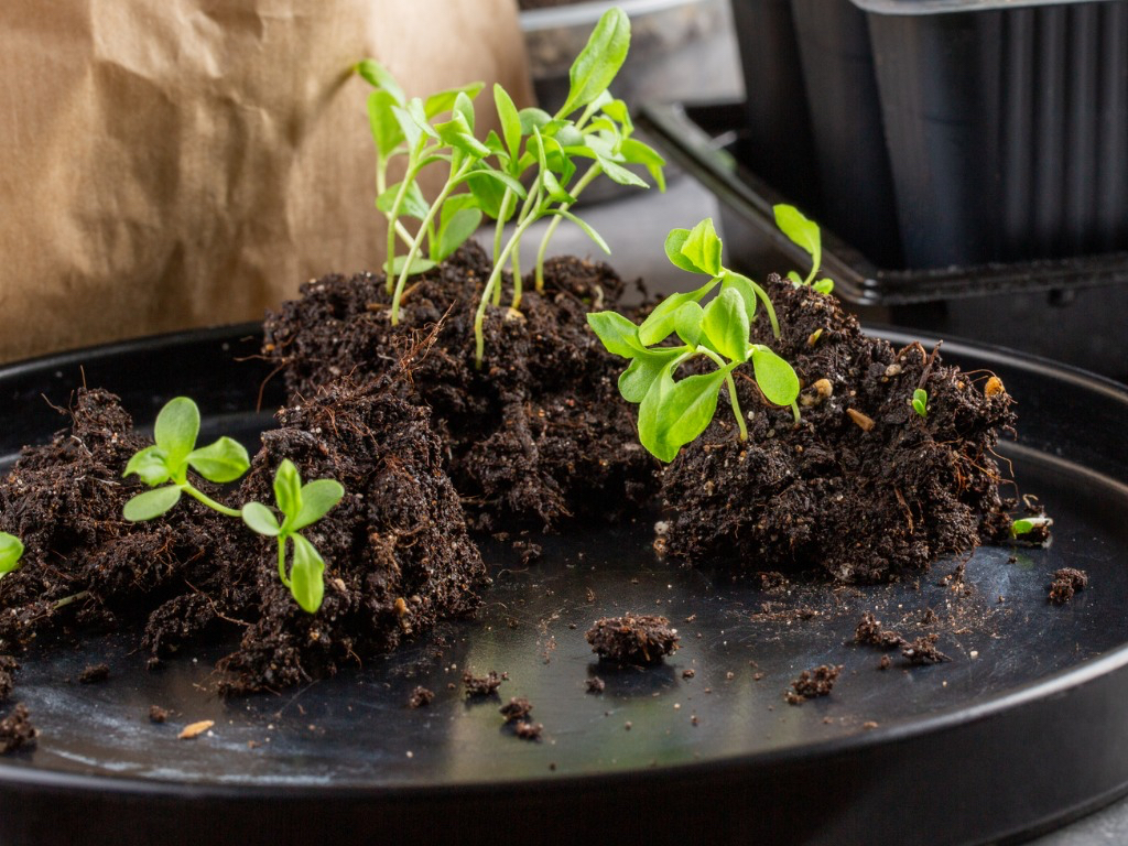 Aster seedlings ready to be repotted in a tray on a work surface inside