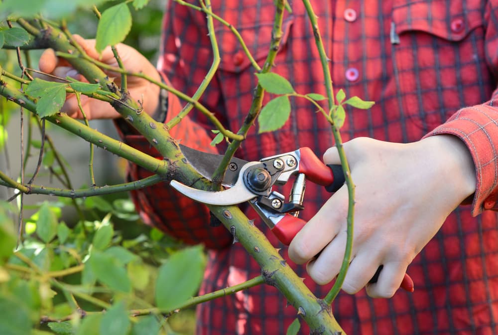 weak side shoots being trimmed with a pair of secateurs