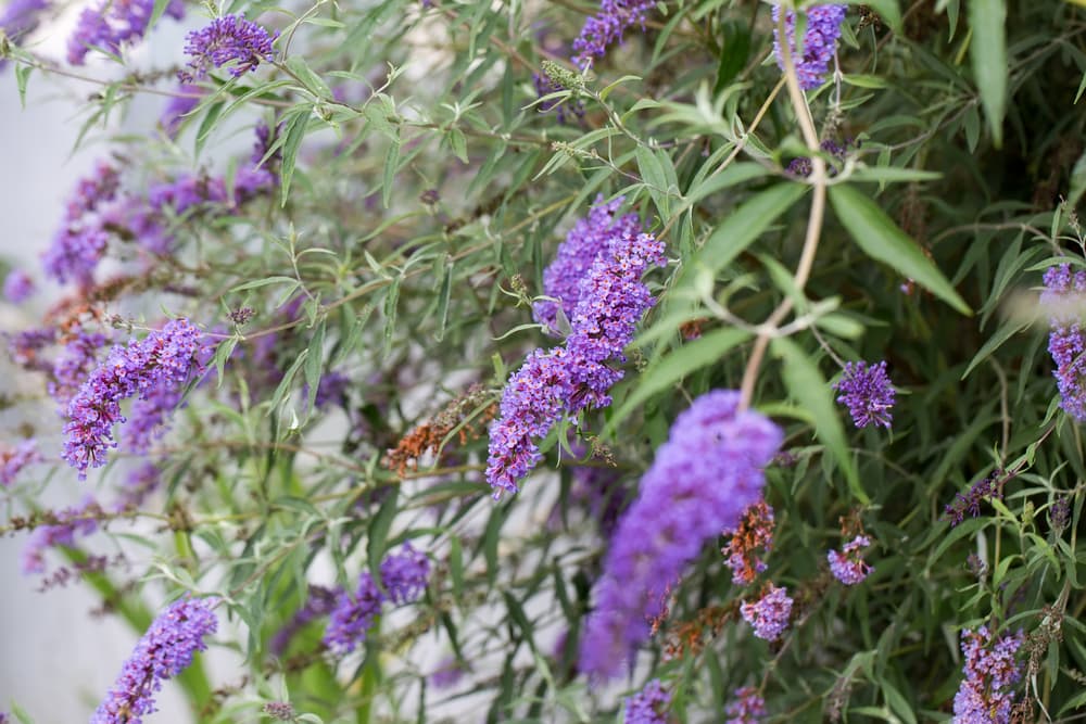 purple flowering panicles of Buddleja davidii