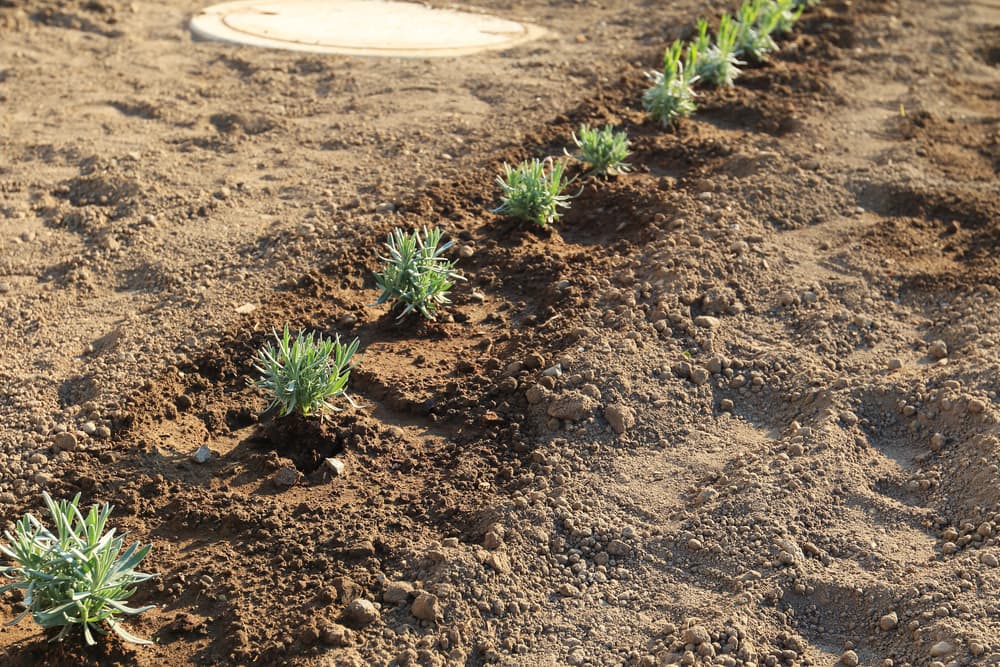 Lavandula angustifolia planted in a row in dry soil