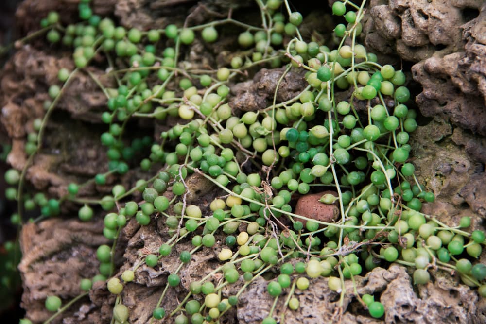 Senecio rowleyanus shown draped over rock