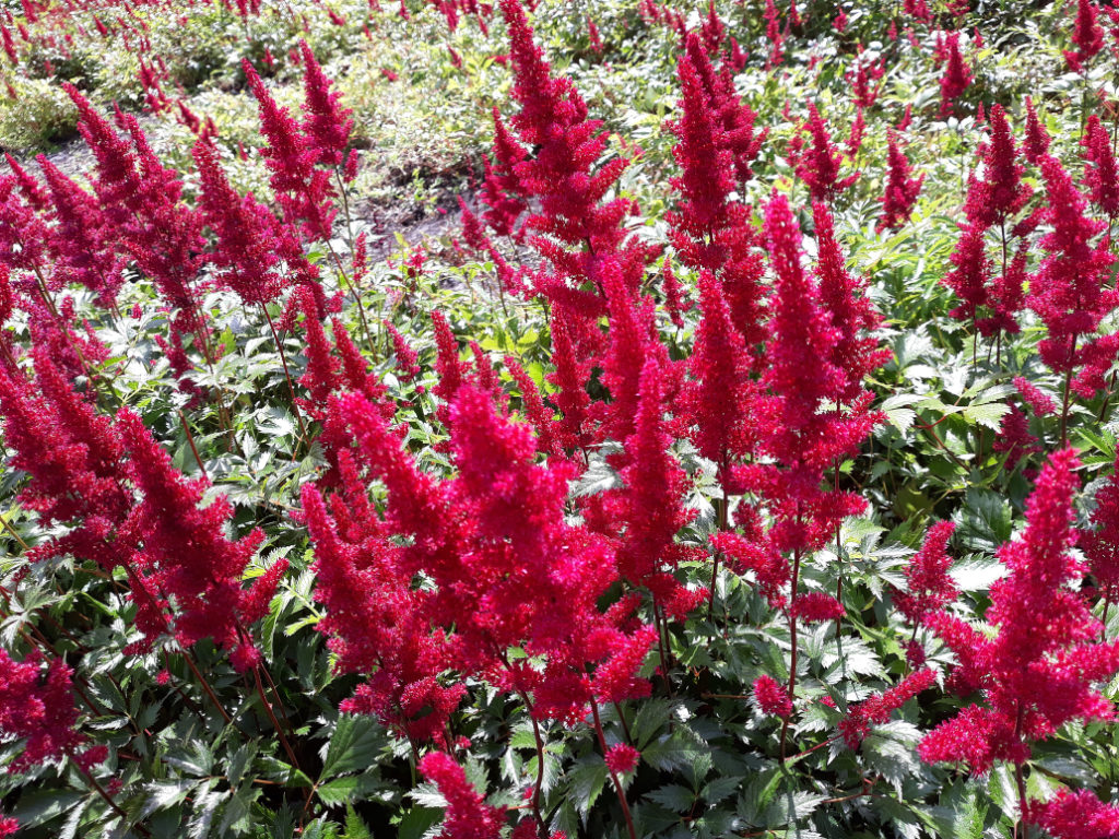 astilbe 'Montgomery' with red flowers growing in a field outside