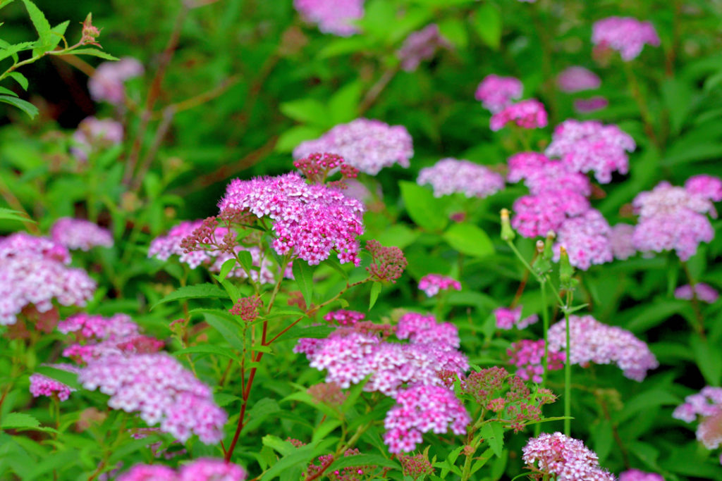pink flowering Japanese Meadowsweet growing outside