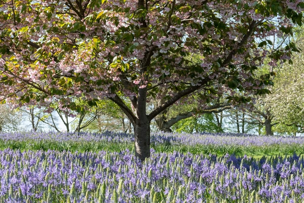 purple flowering camas plants growing in extended rows next to an ornamental tree