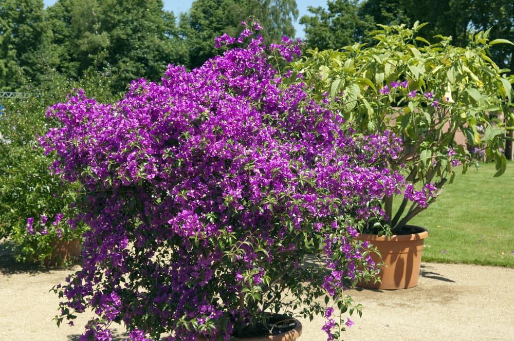 a pot growing Bougainvillea glabra with purple flowers