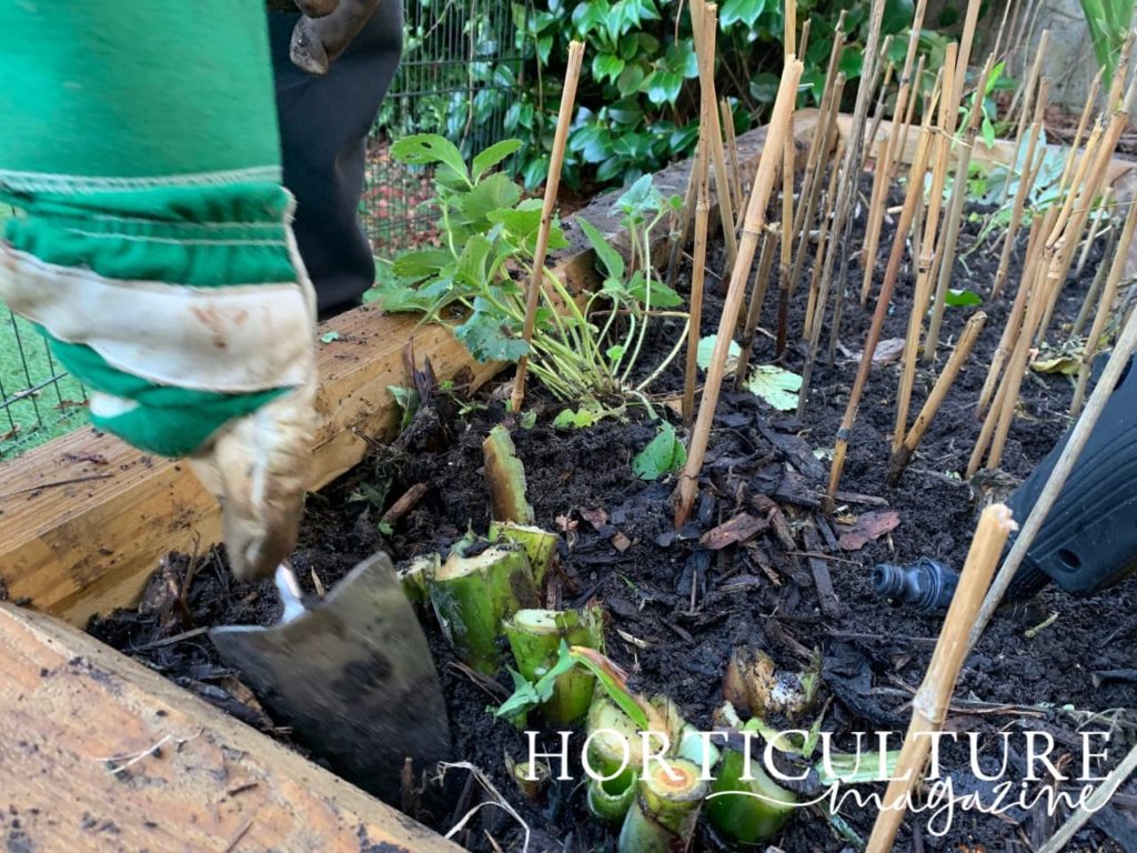 a hand trowel being used to loosen the soil around a canna plant