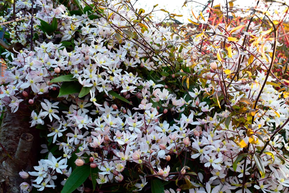 beautiful apple blossom clematis with bushy white flowers and blue sky in the background
