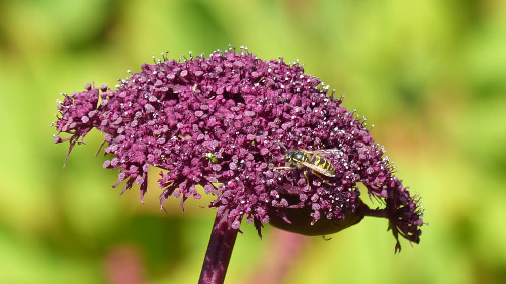 large pink umbel of Angelica gigas with foraging bee