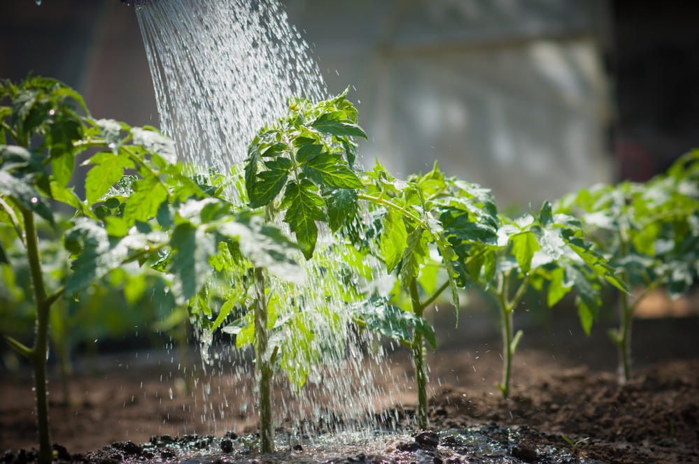 tomatoes growing in a row inside a greenhouse being watered