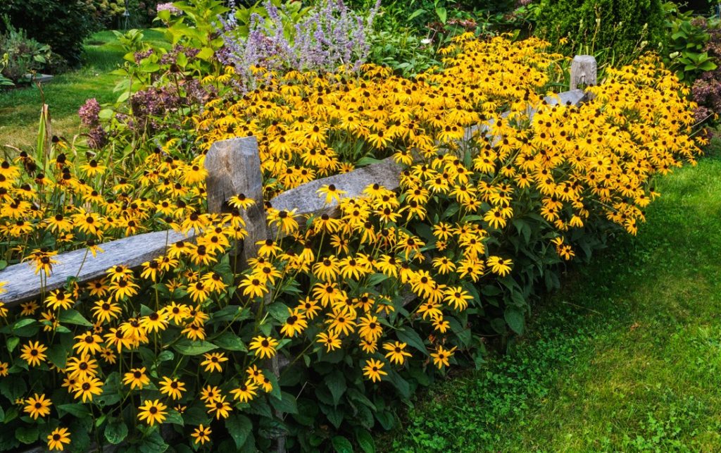 yellow flowering rudbeckia shrub that is growing around a fence in a garden, with hydrangea and other shrubs behind it