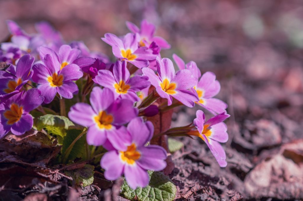 purple flowering primroses with orange centres growing from the ground outside