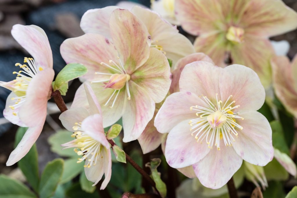 creamy-pink flowering helleborus niger plant with long white stamens growing outside