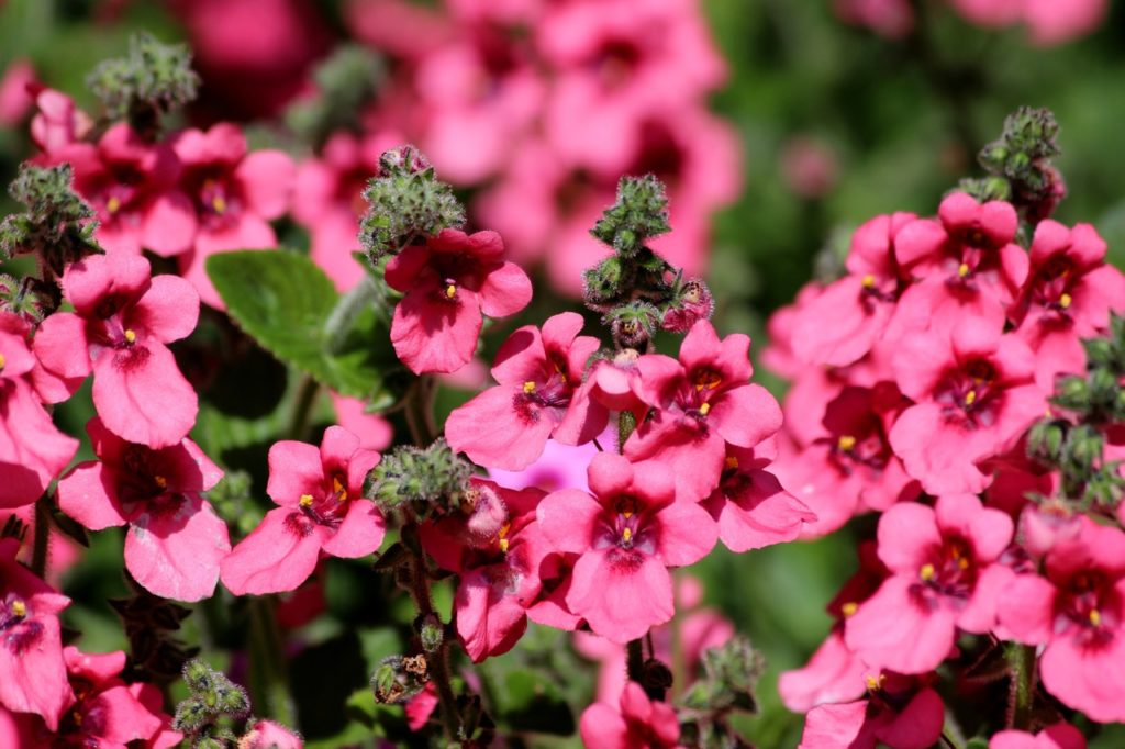 pink flowers of a diascia plant growing outside