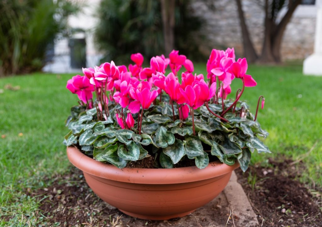 potted cyclamen with upright pink flowers growing outside on a lawn with trees and a wall behind