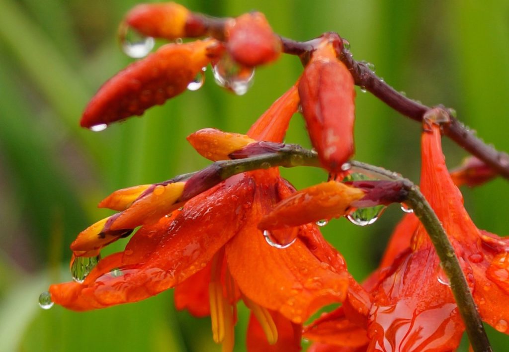 close-up of crocosmia × crocosmiiflora 'Babylon' plant with red flowers and water droplets covering the surface of the plant