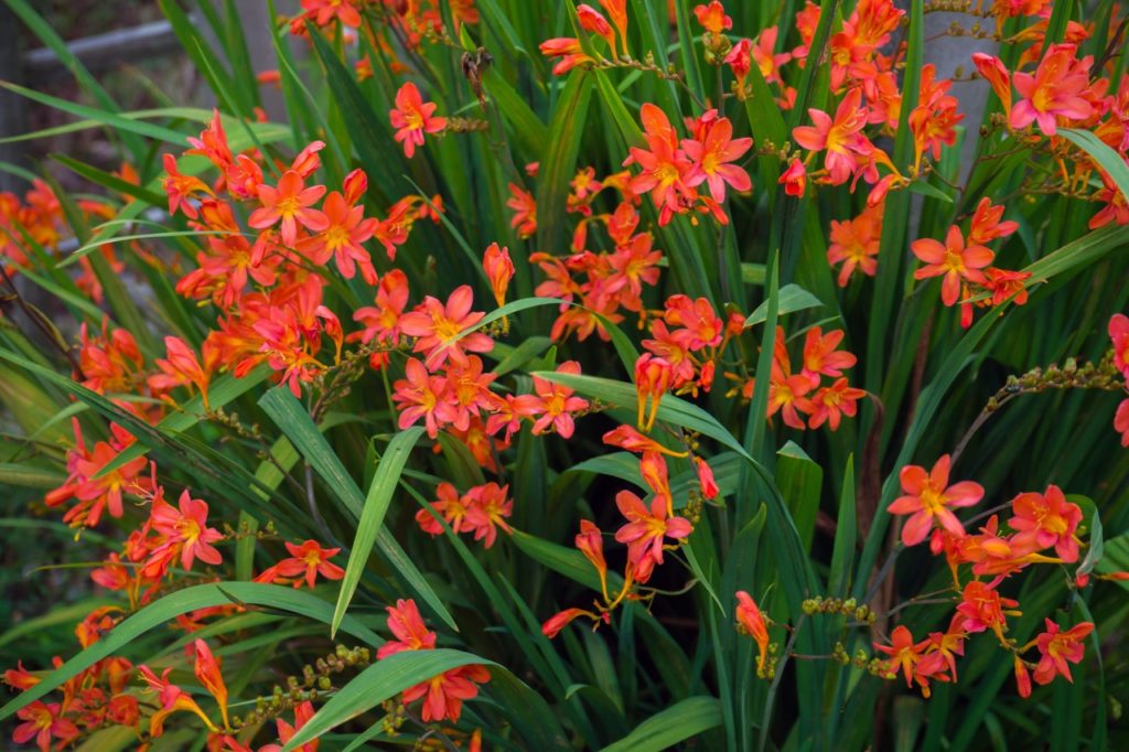 red flowering crocosmia with long green leaves growing outside