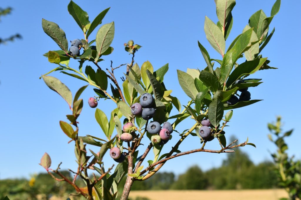 vaccinium corymbosum 'Duke' plant growing tall outside with pink and blue fruits and a blue sky in the background