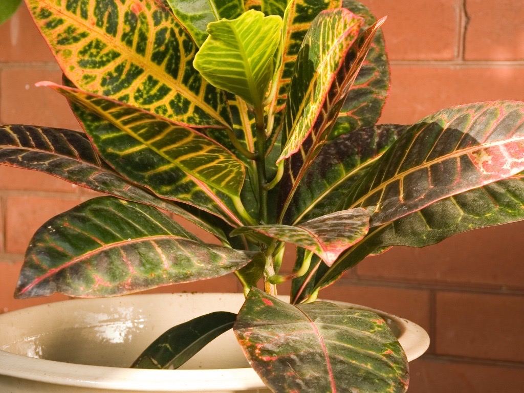 croton houseplant with green and yellow variegated leaves growing in a pot in front of a brick wall inside