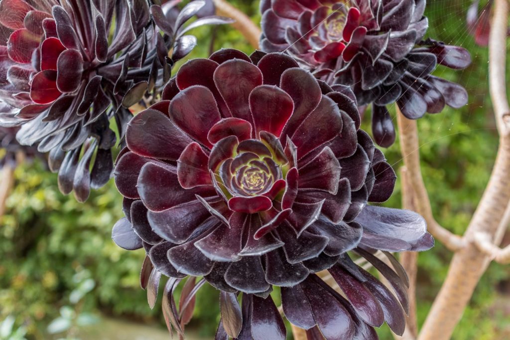aeonium 'Zwartkop' plant with purple leaves growing outdoors with trees in the background