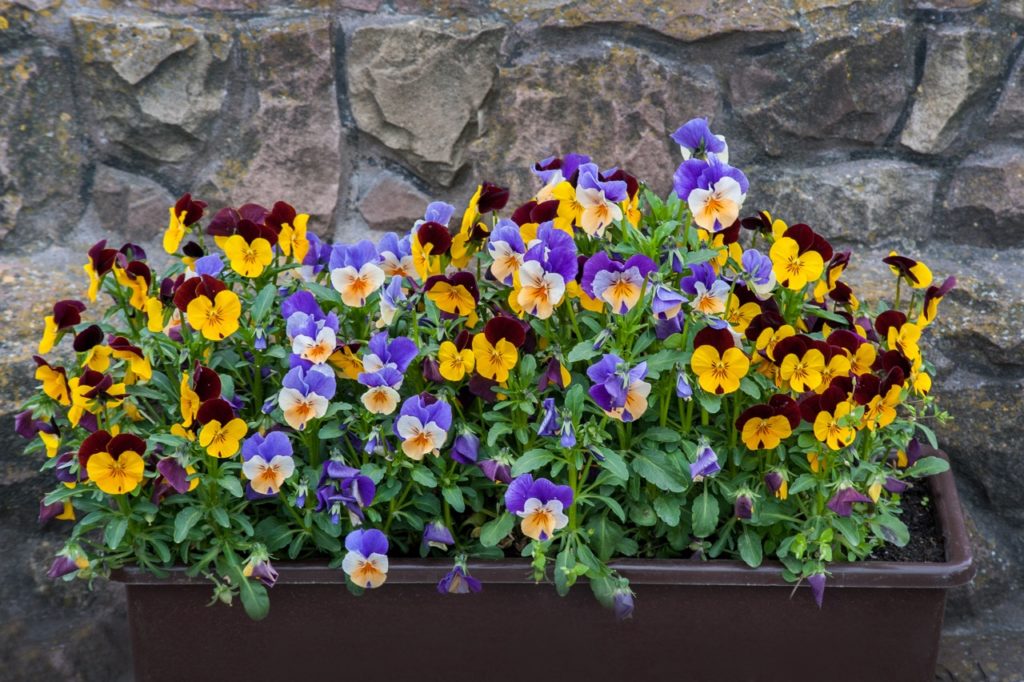 burgundy, yellow, blue and white flowering violas growing in a rectangular container in front of a stony wall outside