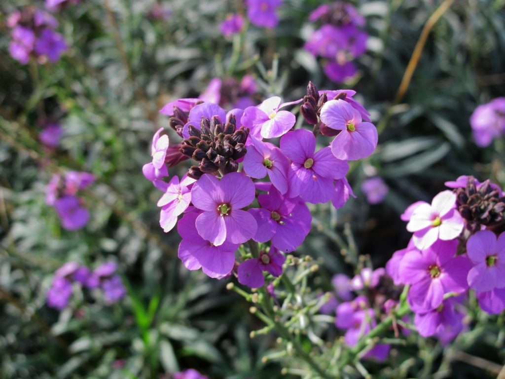 purple flowering erysimum shrubs growing outside 