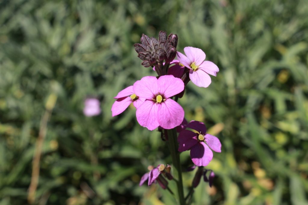 pink flowering erysimum plant growing on a tall stem outside