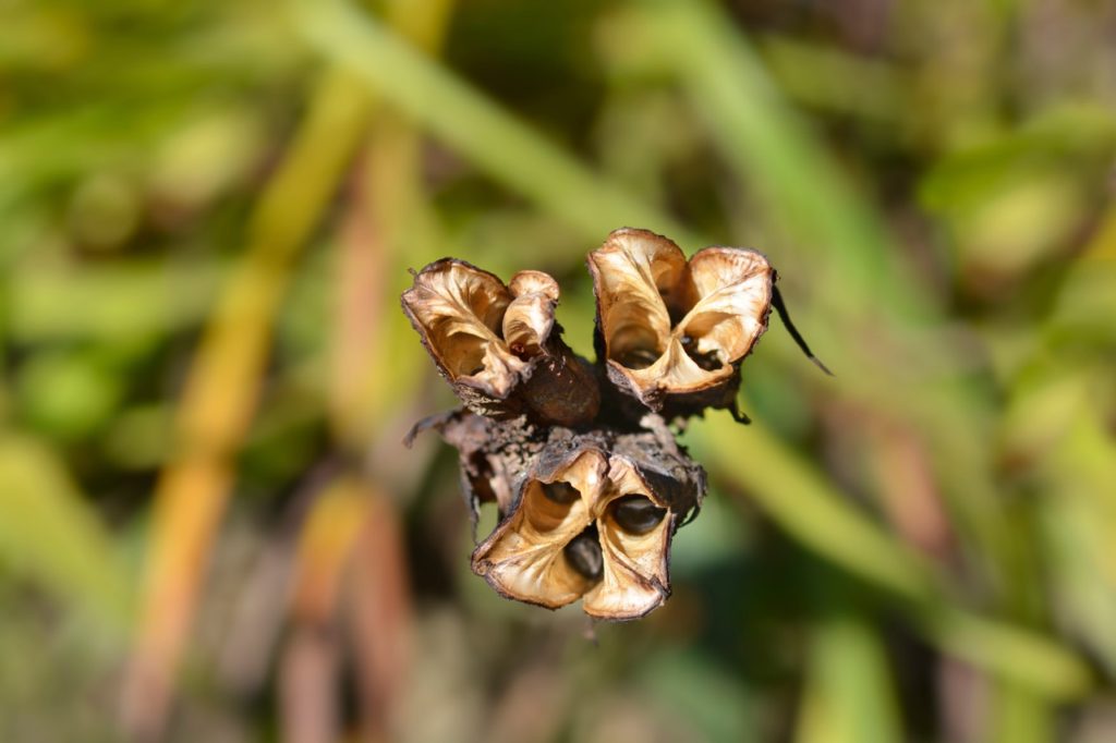 close-up of hemerocallis open seed pods growing outdoors