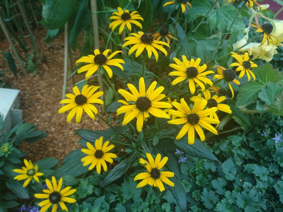 yellow flowering rudbeckia plants with black centres growing in a garden bed in a mulched ground