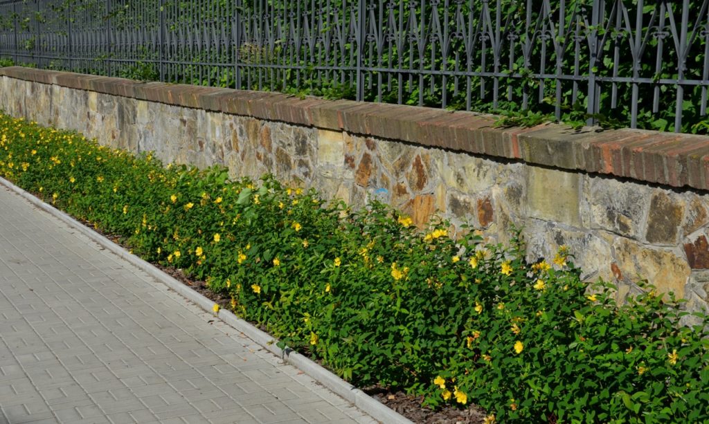 hypericum with small yellow flowers growing along the end of a wall and behind a path