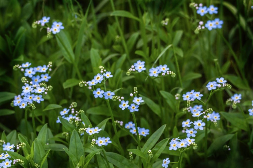 beautiful forget-me-nots with small, blue flowers growing outside
