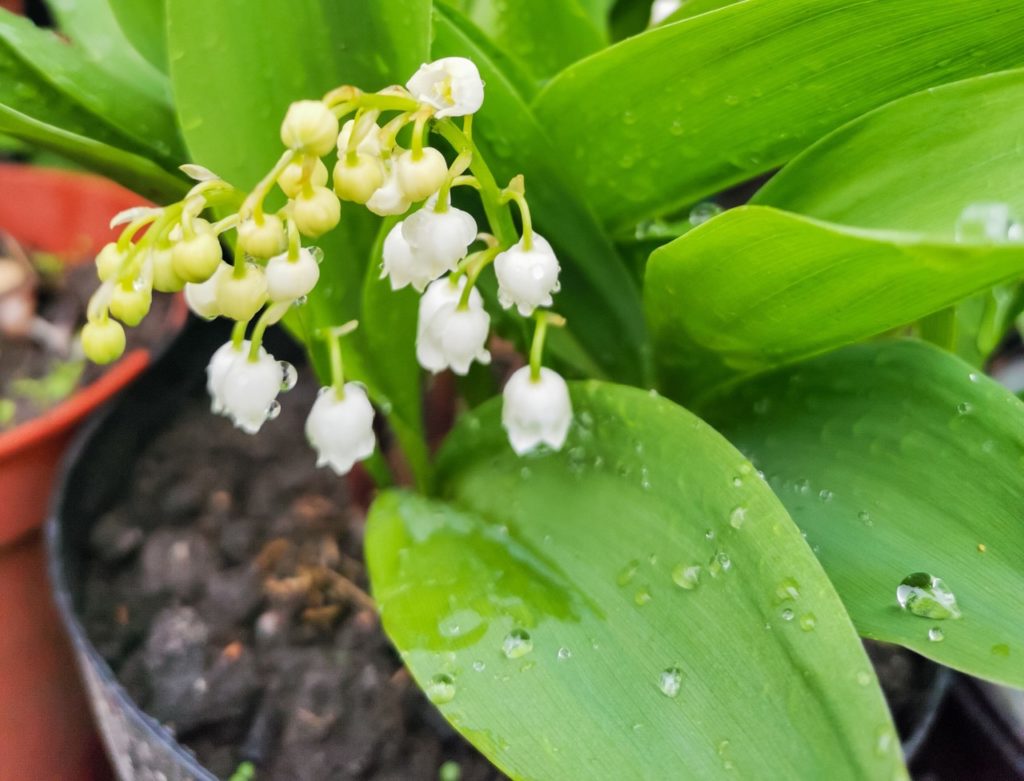 lily of the valley plant with small white flowers and wet leaves growing in a black container outside