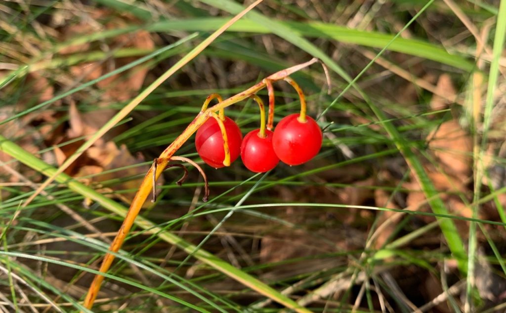 close-up of three red berries growing on the old stem of a lily of the valley plant growing outside