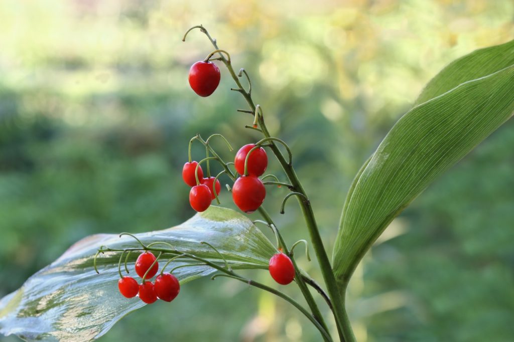 round red berries growing from a lily of the valley plant with two big green leaves growing outdoors