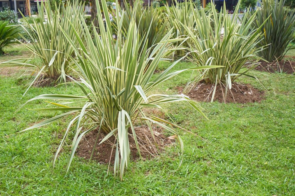phormium shrubs with green and white leaves growing from soil in the ground on an outside lawn