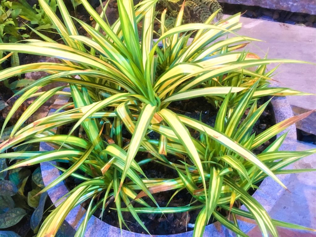 potted New Zealand Flax in a stone planter that is ready to be lifted