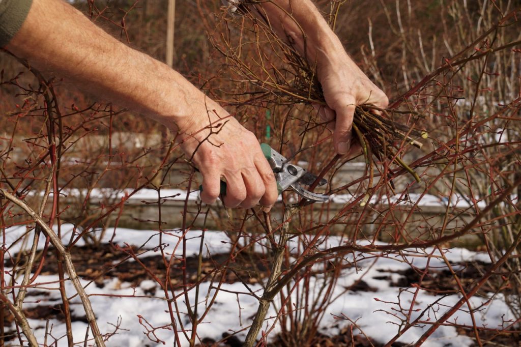 gardener using secateurs to prune the branches from a blueberry bush growing outside in the winter 