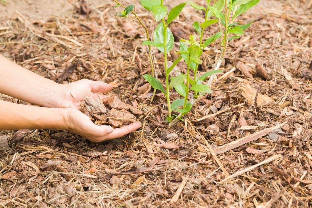 young blueberry plant being replenished with a wood chip mulch outside