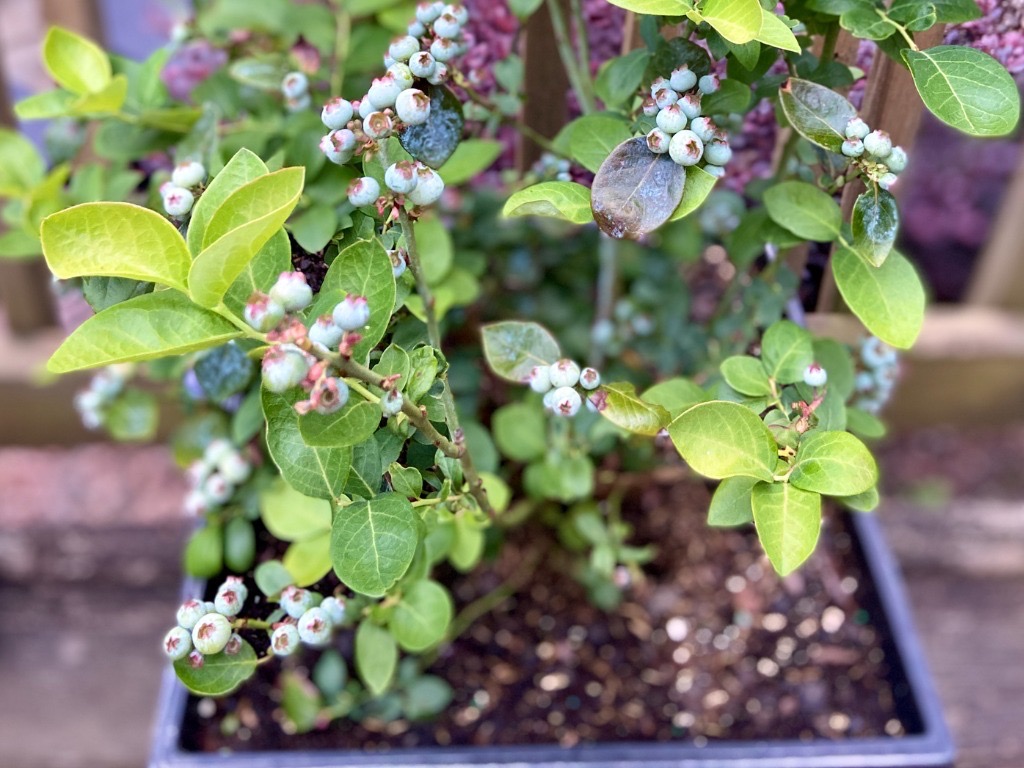 potted blueberry shrub bearing white unripe fruits, growing outside in front of a fence
